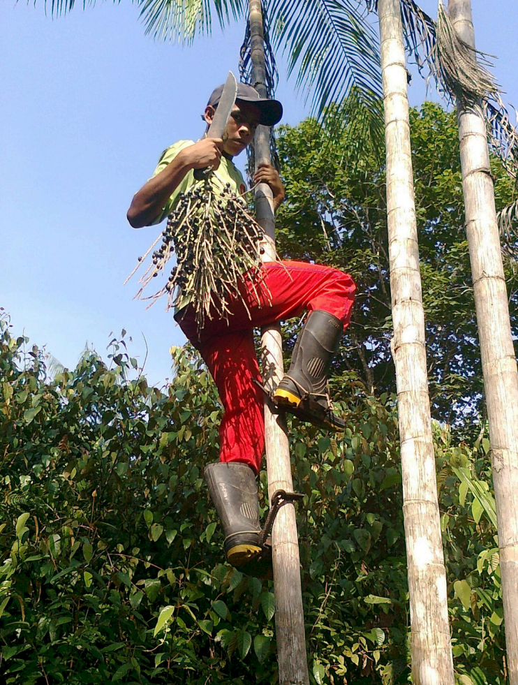 homem colhando fruto açai da Brasil Ecofoods, brasilecofoods